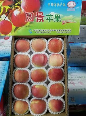 金秋采摘正當(dāng)時，井陘小作“圓景”紅富士邀您共品豐收樂